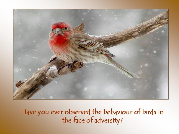 Have you ever observed the behaviour of birds in the face of adversity