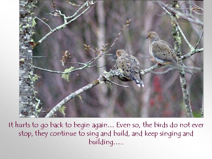 It hurts to go back to begin again... Even so the birds do not ever stop they continue to sing and build and keep singing and building...